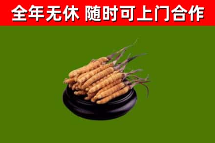 安庆烟酒回收冬虫夏草.jpg